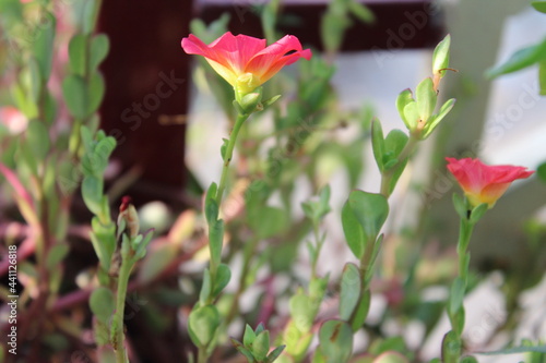 Beauty of Nature