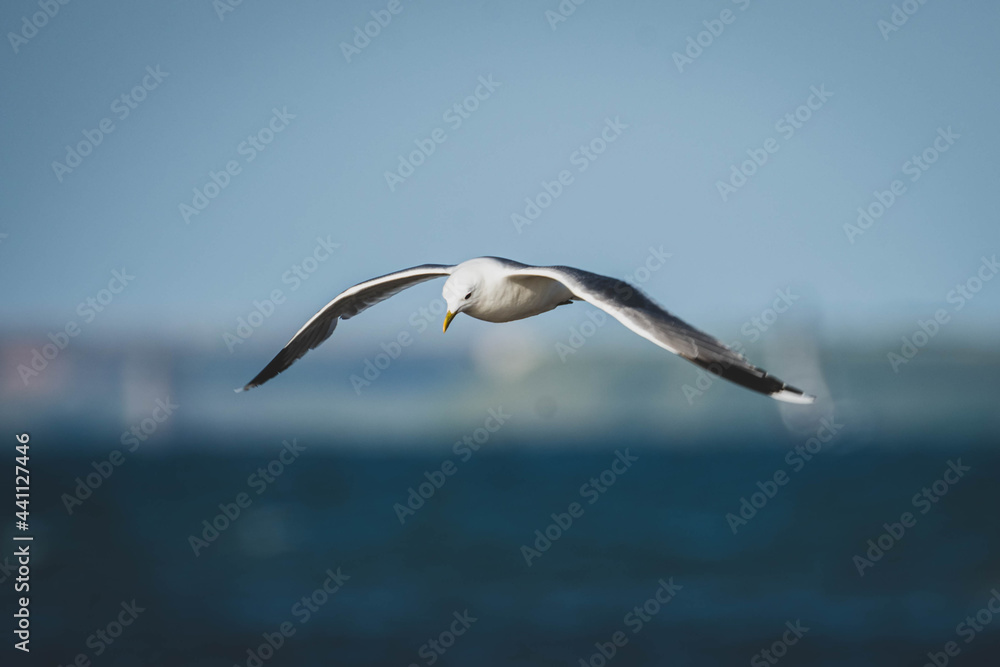 Obraz premium Möwen am Meer