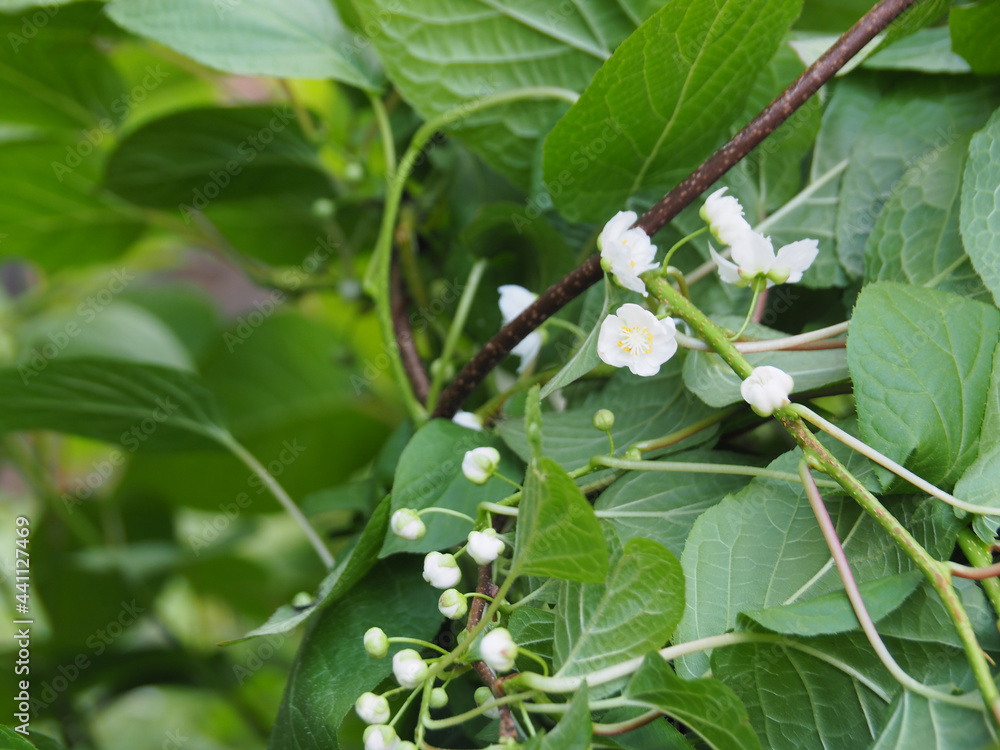 Fototapeta premium Branch of the actinidia kolomikta shrub with white flowers in the spring garden. Fruit vine blooming. Beautiful ornamental plant with variegated leaves for garden, park decoration