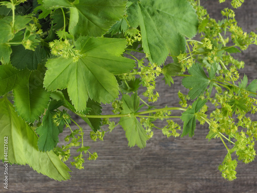 Fresh leaves with yellow flowers of lady's mantle herb on a wooden table, flat layout. Medicinal plant alchemilla vulgaris for use in alternative medicine, homeopathy and cosmetology photo