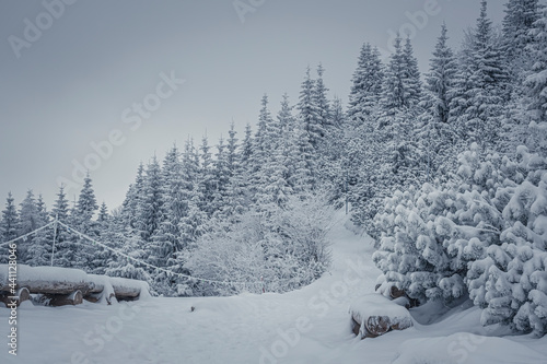 Winter trail in Tatra Mountains, Poland. Wooden benches, coniferous forest and fresh snow covering the path. Selective focus on the plants, blurred background.