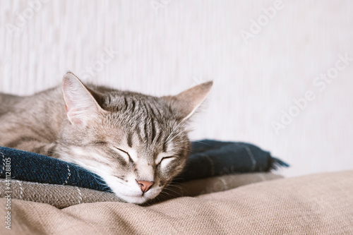 A domestic striped gray cat sleep on the bed. The cat in the home interior. © kseniaso