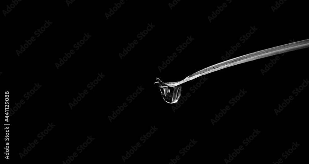 Water Drop Falling from Plant