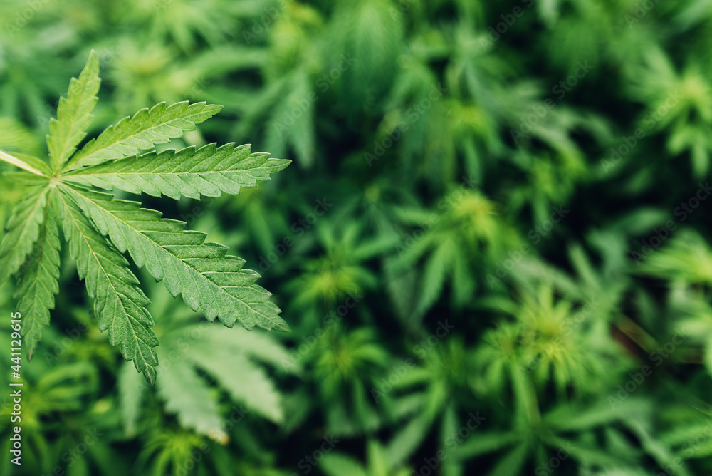 Cannabis Sativa leaves in crops plantation field Cannabis Sativa leaves in crops plantation field