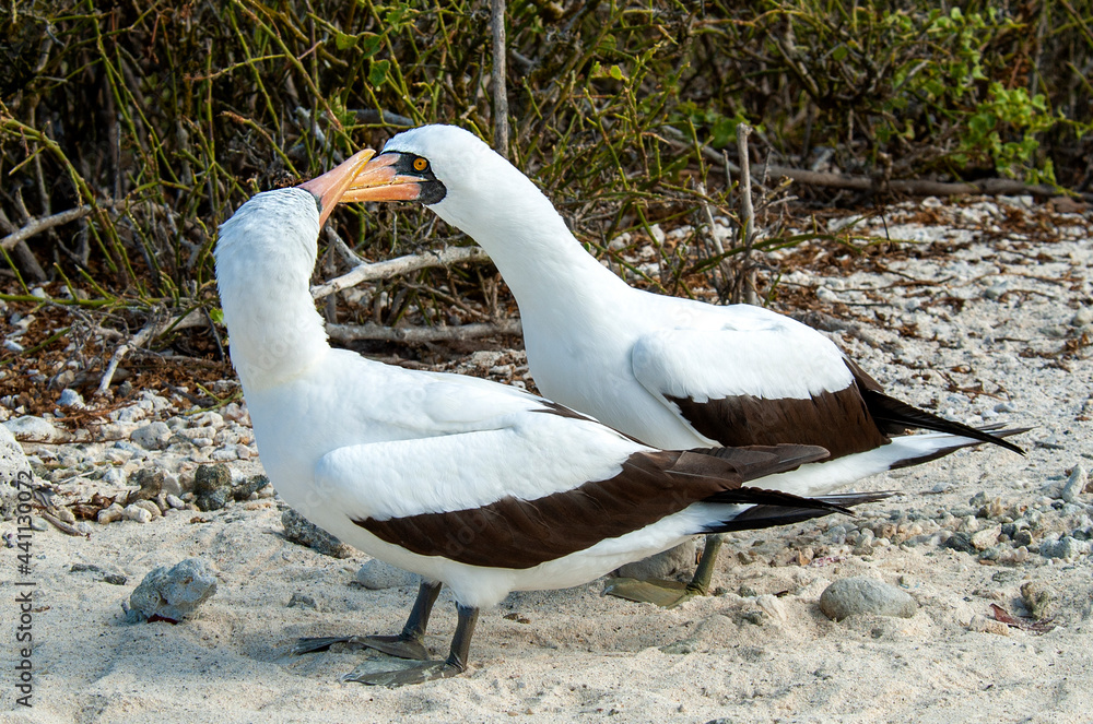 Obraz premium Nazca Booby, Sula granti
