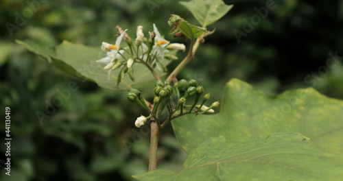 A cluster of immature plate brush green fruits, This plant also called as pea eggplant