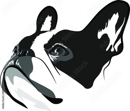 Shorthaired French Bulldog head vector illustration