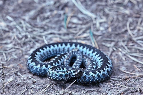 blue european viper, striped venomous dangerous snake nature wild