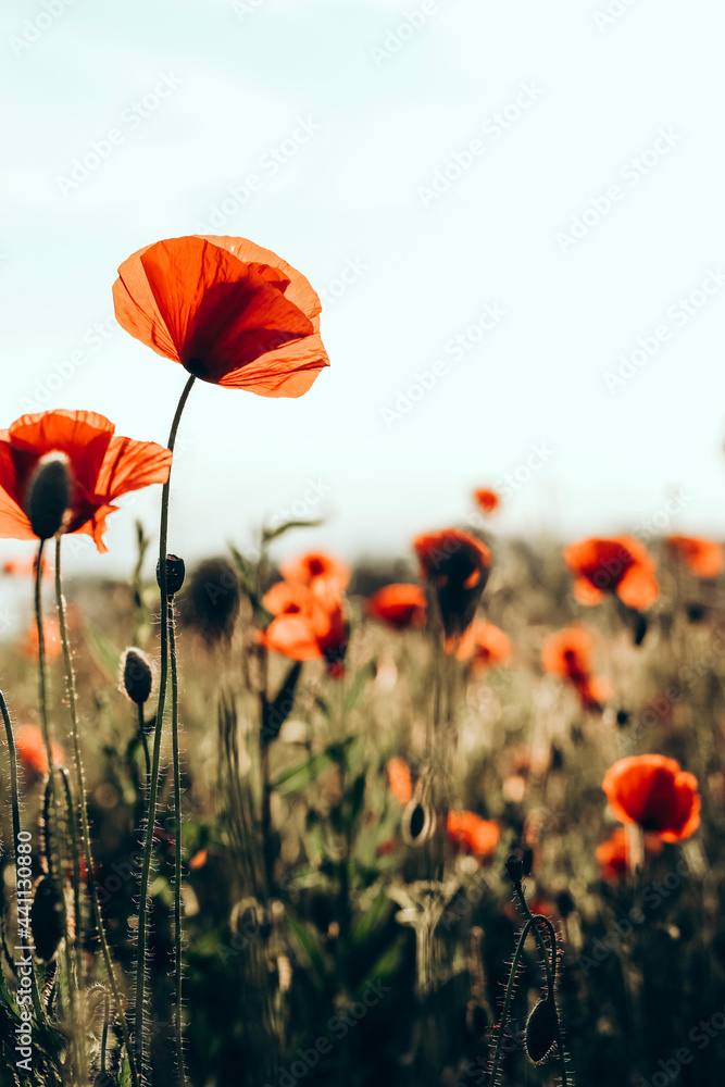 Obraz premium Red poppies in a field against a sunset background. Beautiful flower picture for content.