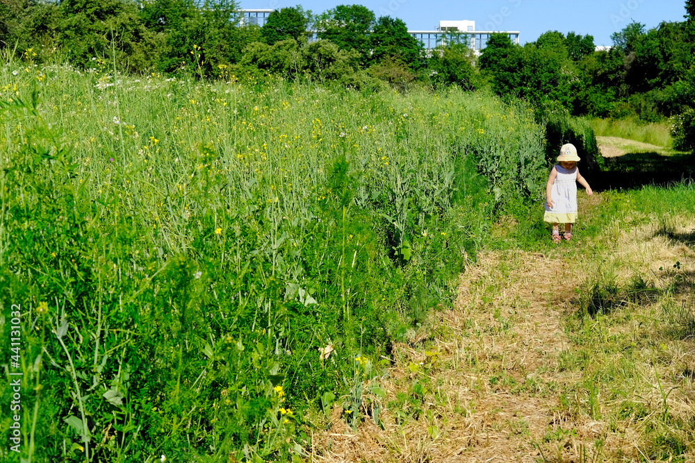 small child, a girl with white hair walks on green grass along the wheat field, family is active in the park, healthy lifestyle concept, active people, hard light small child, a girl with white hair walks on green grass along the wheat field, family is active in the park, healthy lifestyle concept, active people, hard light