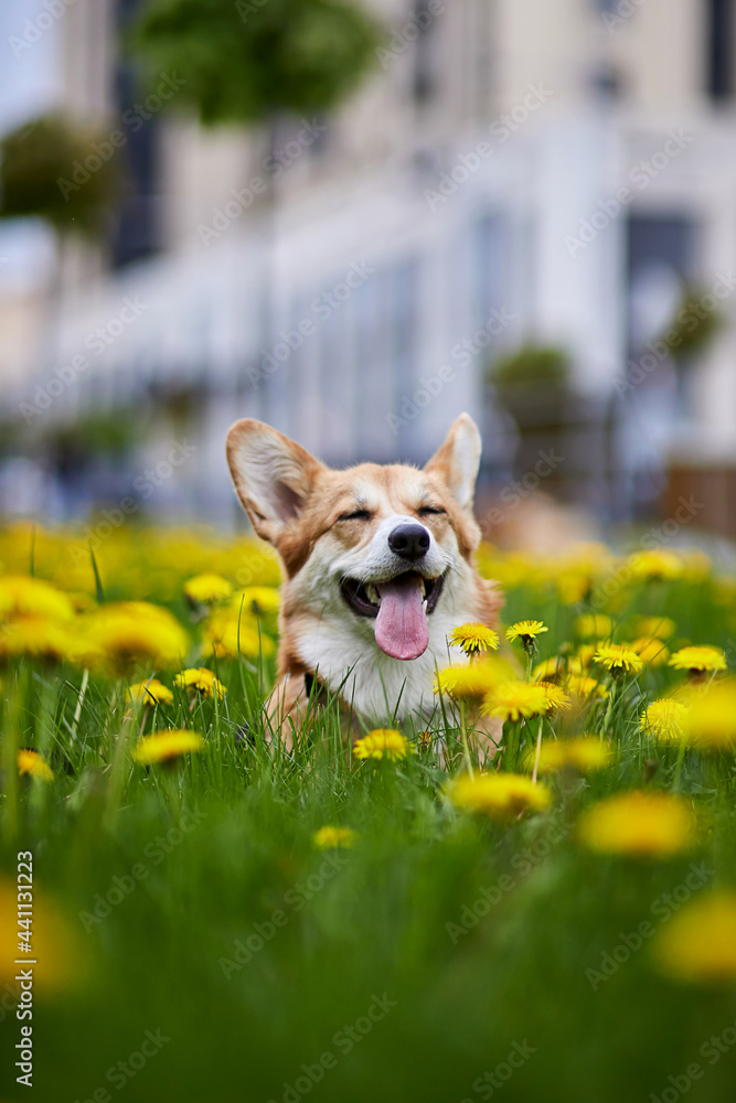 Happy Welsh Corgi Pembroke dog sitting in yellow dandelions field in the grass smiling in spring