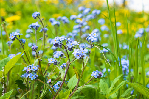 Forget me not flowers on a meadow
