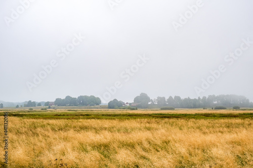 Dry grass at a moor at a rural landscape