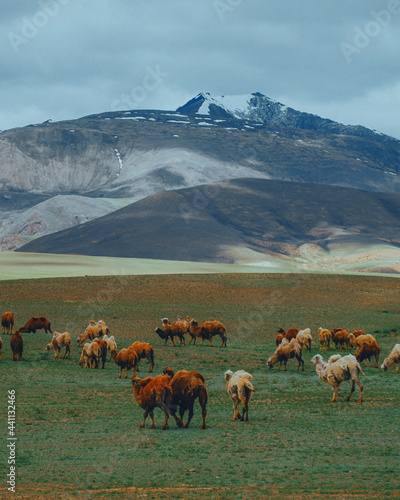 camels on the background of the mountains altai republic