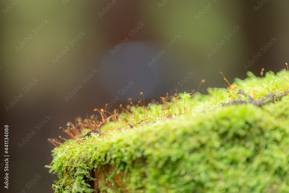 Naklejka premium 苔