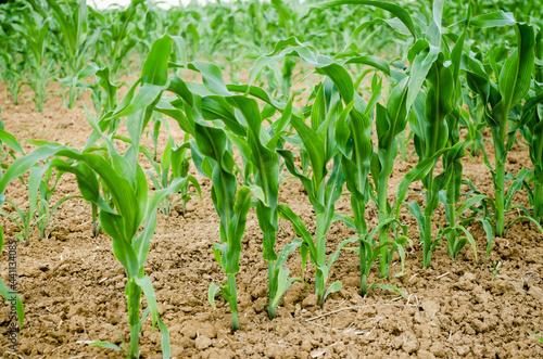 Corn field with young stems, Novi Sad, Serbia