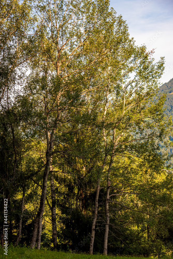 Obraz premium view of alpine trees in the graubunden region of Switzerland