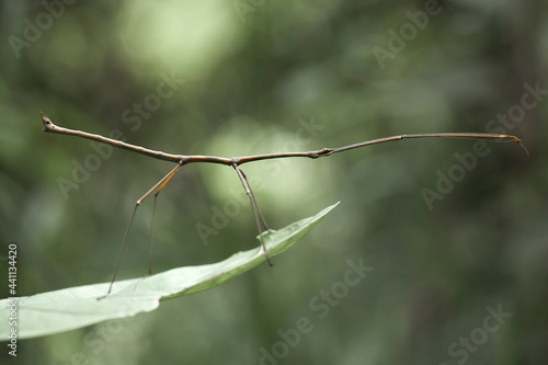 Animal Insects On Nature Place