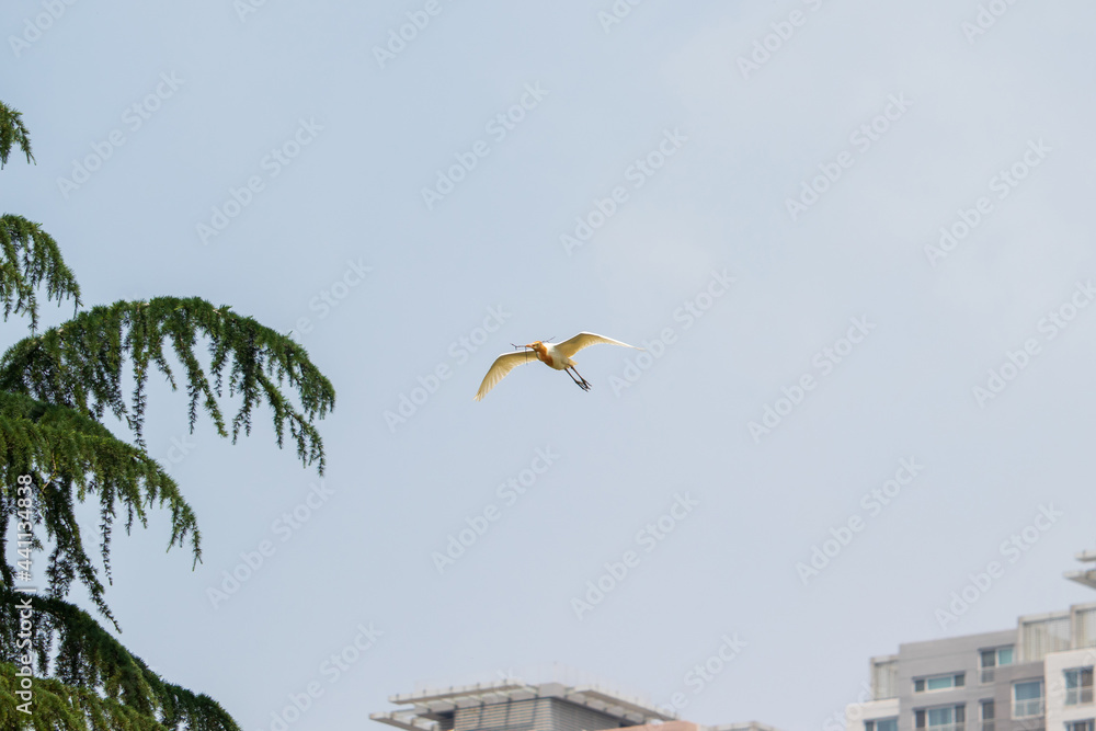 A cattle egret (bubulcus ibis) flying with a stick to build a nest. A cattle egret (bubulcus ibis) flying with a stick to build a nest.