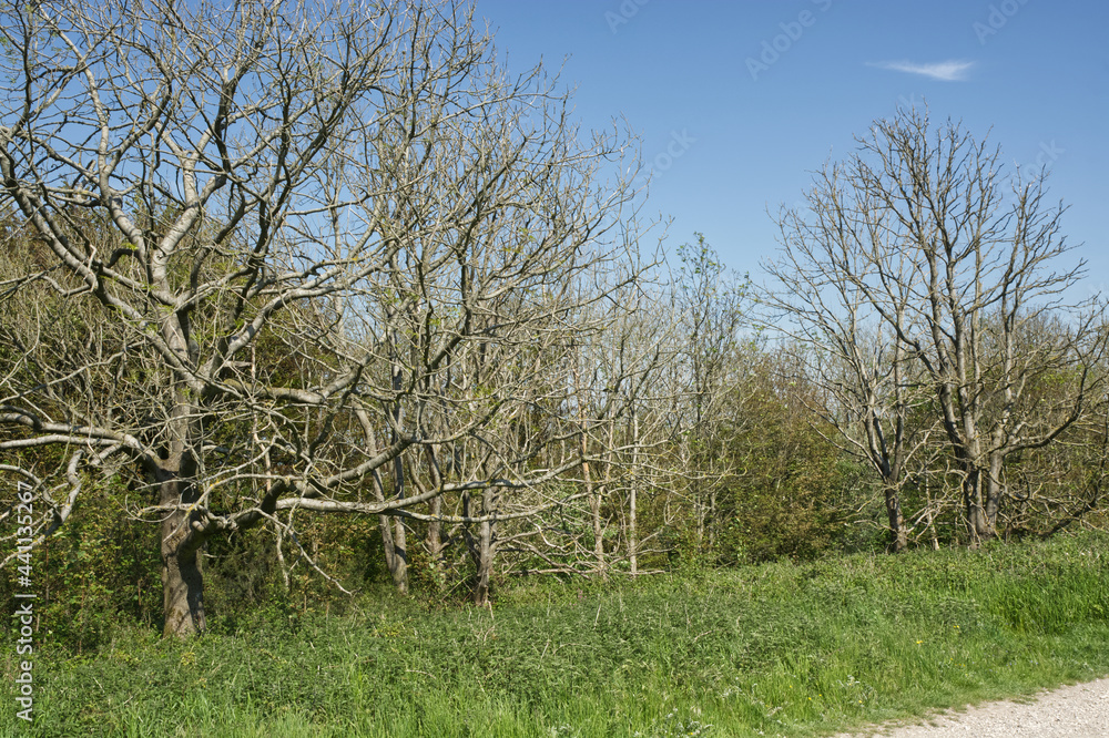 Dead Ash trees on South Downs, Sussex, England. Due to Ash Dieback disease.