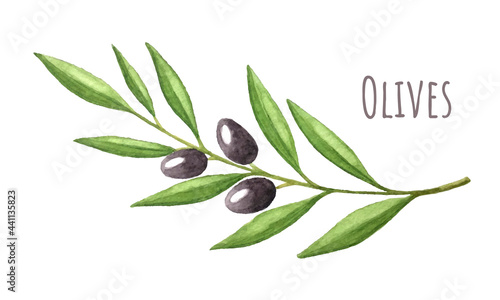Branch of olives fruits with leaves, watercolor, with an inscription. Hand drawing. Vector illustration