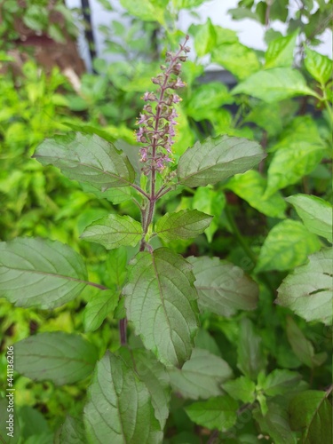 Hally basil  plant photo