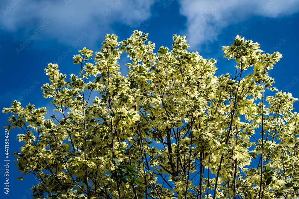 Common maple 'Drummondii' - Acer platanoides Variegata in public landscape city park of Krasnodar or Galitsky .. Green-white foliage of common maple 'Drummondii' against blue sky. Close-up.