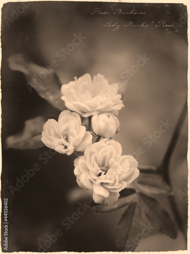 Romantic rose vintage sepia photograph style with cursive annotation label Lady Banks' Rose Rosa banksiae photo