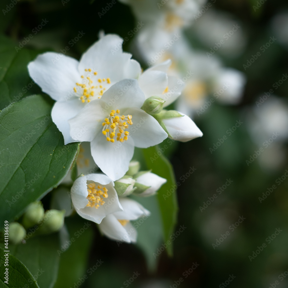 Jasmine. Beautiful blooming jasmine. White jasmine flowers among green leaves. Jasmine. Beautiful blooming jasmine. White jasmine flowers among green leaves.