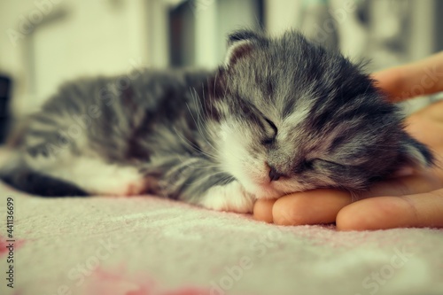 Schlafendes Katzenbaby süss