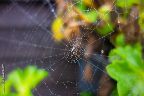 isolated spiders web with dew on a natural green leaf background