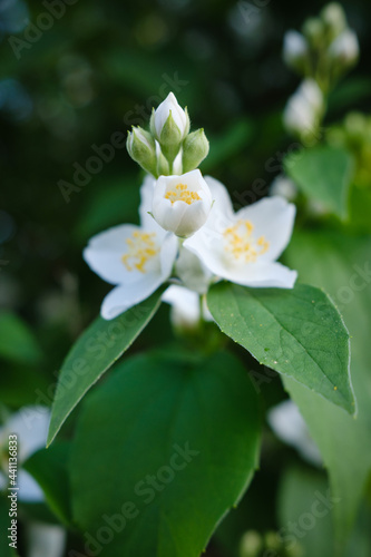 Jasmine. Beautiful blooming jasmine. White jasmine flowers among green leaves.