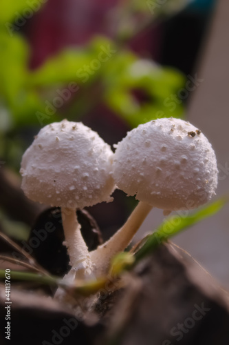This is mushroom blooming in the garden, white colour,cut marks on the body