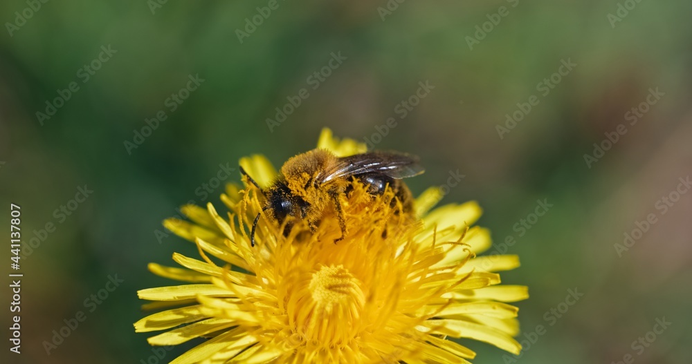 Bee collecting nectar from yellow flower Bee collecting nectar from yellow flower