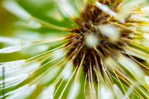 Dandelion seeds against green background closeup © Sved Oliver