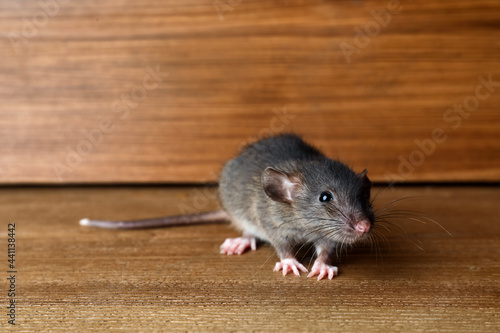 Small brown rat near wooden wall on floor