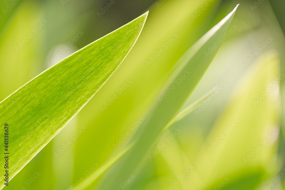 Fresh green plant leaf closeup photo Fresh green plant leaf closeup photo