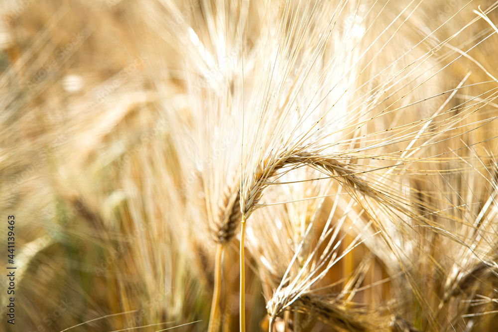 close up of Ears of ripe wheat on Cereal field close up of Ears of ripe wheat on Cereal field
