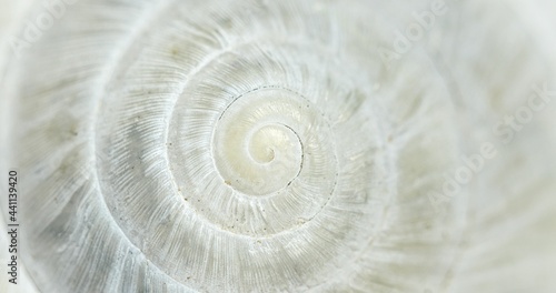 Fototapeta White Circular shell closeup of small snail