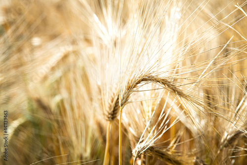  close up of Ears of ripe wheat on Cereal field