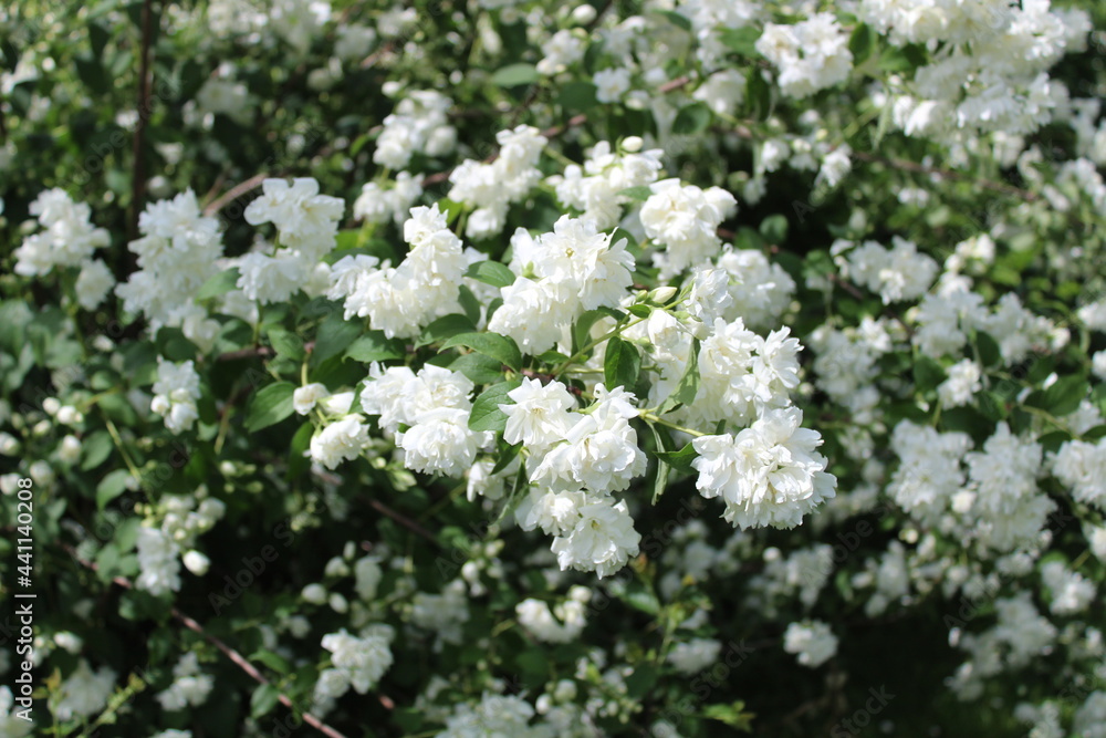 Jasmin Jasmin