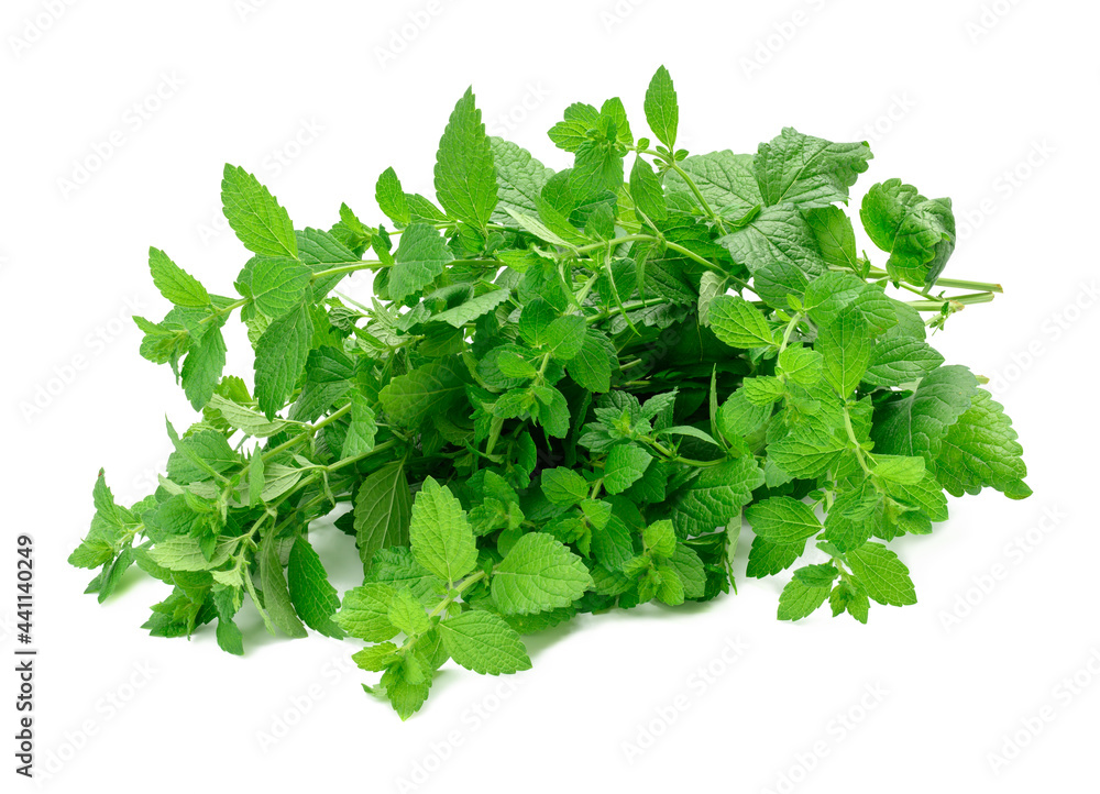 green mint sprigs with leaves isolated on white background, fragrant seasoning for desserts and cocktails green mint sprigs with leaves isolated on white background, fragrant seasoning for desserts and cocktails