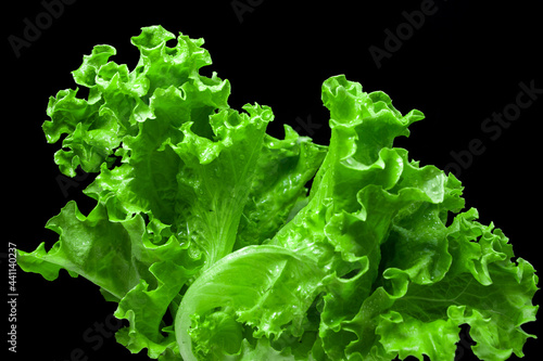 Lush green lettuce leaves on a black background. Vegetarian food
