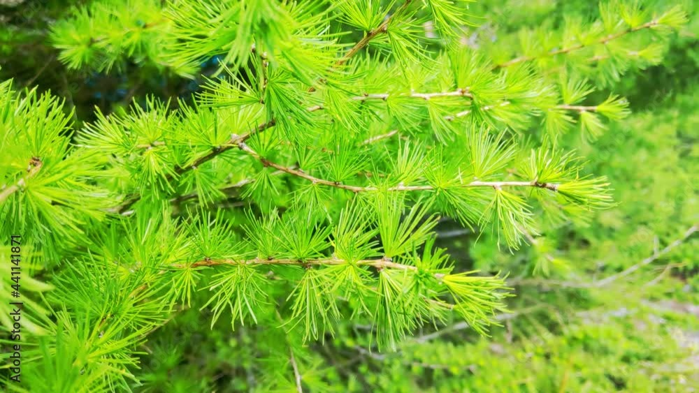 View of a young green branch of spruce or pine that sways in the wind View of a young green branch of spruce or pine that sways in the wind