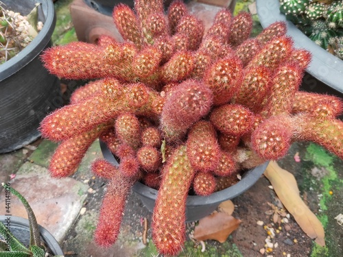 cactus in the garden