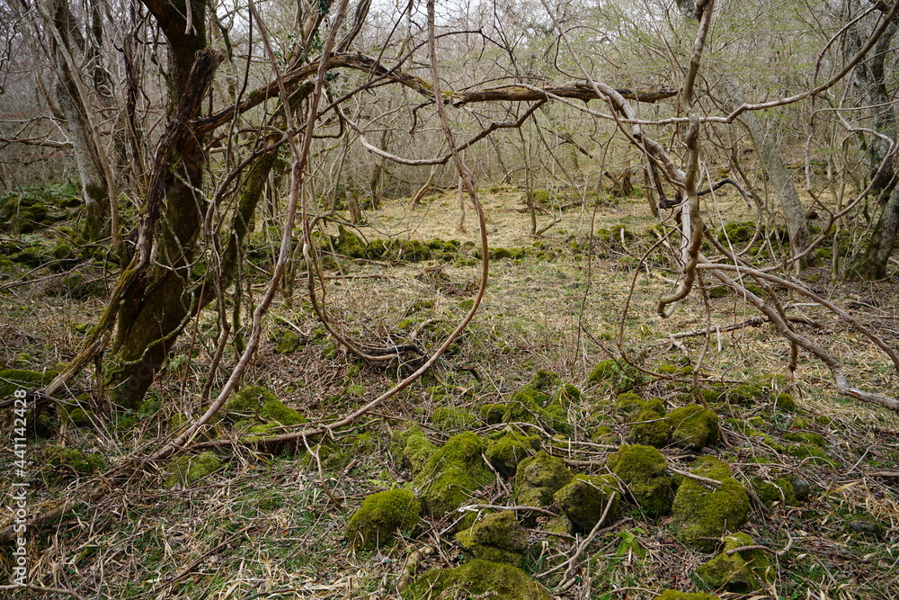 a dreary autumn forest with vines and bare trees