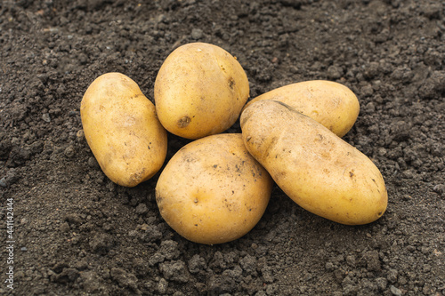 The fruits of ripe white potatoes lie on the soil in the garden. The concept of picking vegetables in the garden in summer and autumn