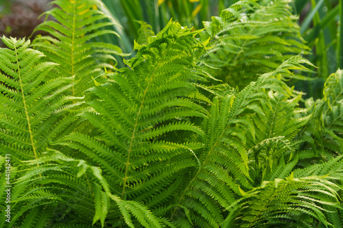 Large leaves of a tree fern in the garden photo