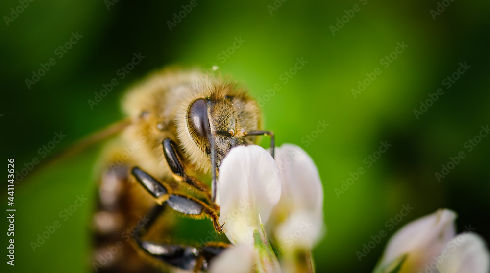 Bee collecting nectar from a flower of cloverin sunny summer day closeup Bee collecting nectar from a flower of cloverin sunny summer day closeup