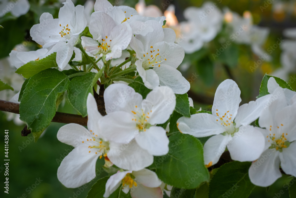 white flowers of apple, flower, spring, tree, blossom, nature, white, flowers, branch, apple, plant, cherry, bloom, green, garden, blooming, macro, beauty, petal, bud, leaf, season, beautiful, floral, white flowers of apple, flower, spring, tree, blossom, nature, white, flowers, branch, apple, plant, cherry, bloom, green, garden, blooming, macro, beauty, petal, bud, leaf, season, beautiful, floral,